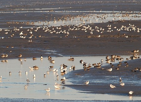 bull island birds