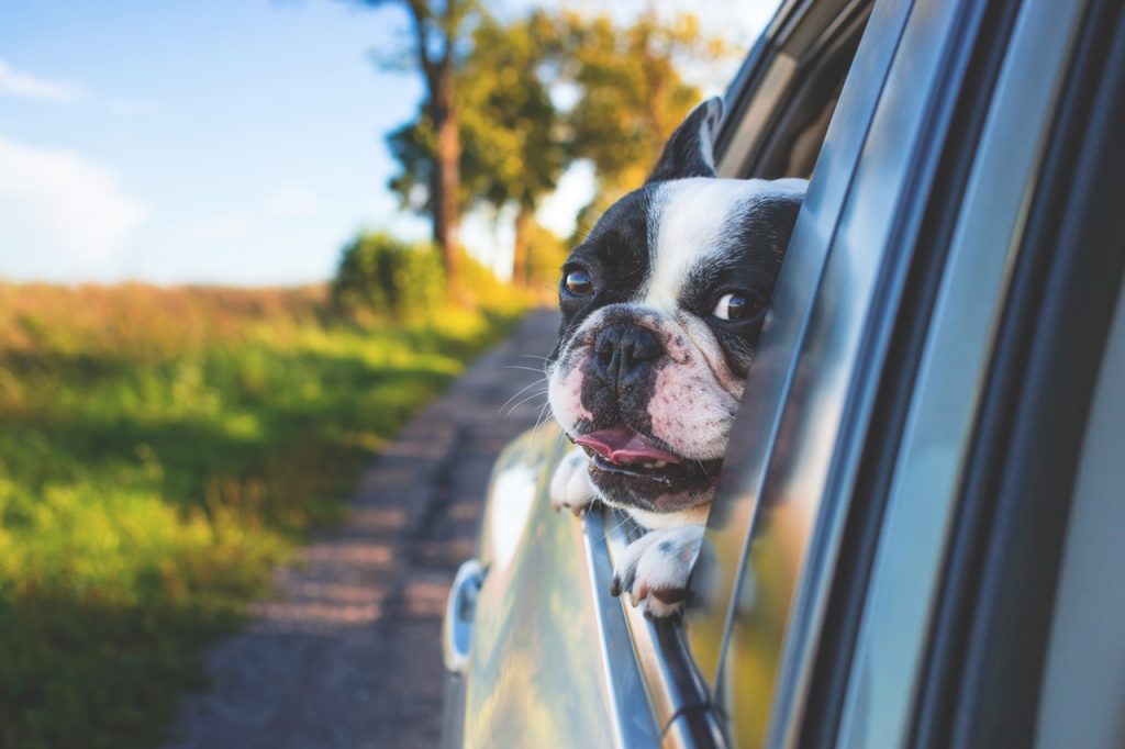 Safe Travel For Pets